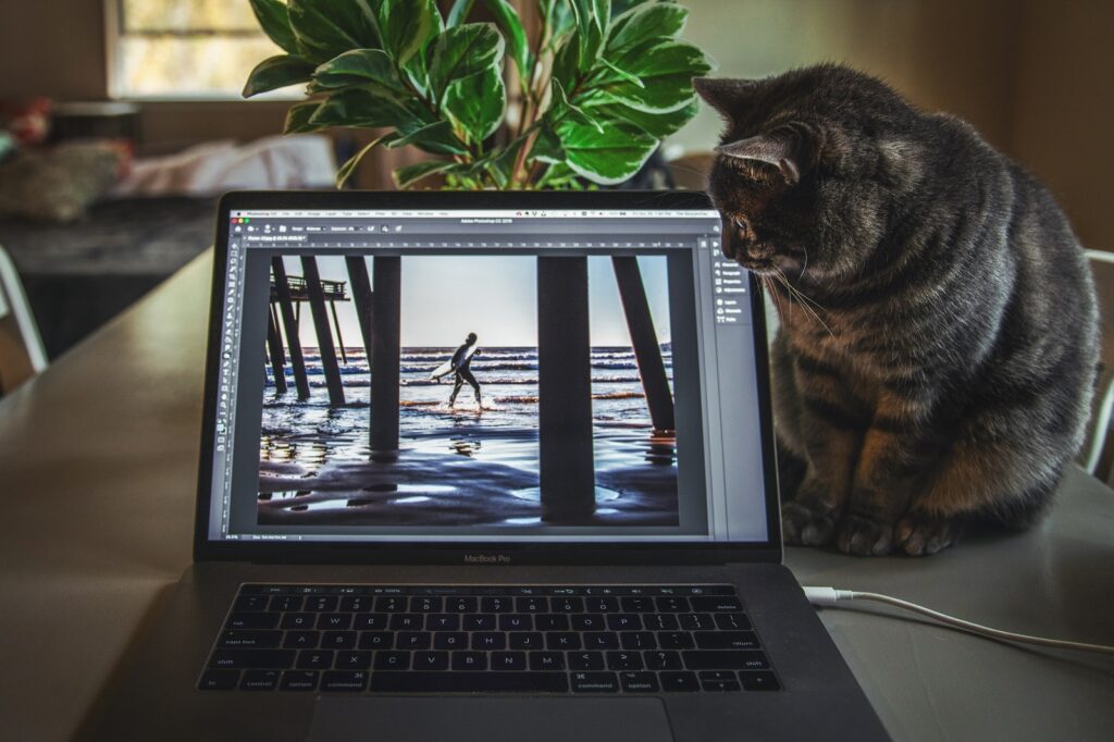 cat looks at laptop screen in home office setup
