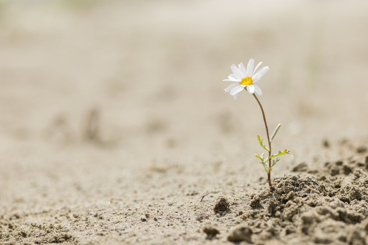 You Can Survive This: Cultivating Resilience for Hard Times